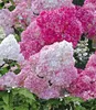 A close-up view of a cluster of pink and white hydrangeas with green leaves. Produktbild-Vorschau