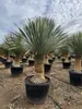 Sunny Tree - Yucca Rostrata - Palma - wysokość pnia 50/60 Podgląd zdjęcia produktu 5