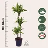 Dracena - Dracaena 'Lemon Lime' - Wysokość 130-140cm - Podgląd zdjęcia produktu 2
