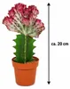 Czerwona Euphorbia lactea 'Cristata', ok. 20 cm – kaktus Podgląd zdjęcia produktu 5