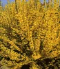BALDUR Garten Forsythie, 1 Pflanze, Goldglöckchen Produktbild-Vorschau 1
