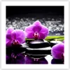 Poster - Poster ohne Rahmen - Orchidee Natur Wasser Blume - Produktbild-Vorschau 1