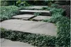 Stauden Gänge 1 x Ophiopogon japonicus 'Nana' - Zwerg Produktbild-Vorschau 3