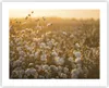 Poster - Poster ohne Rahmen - Baumwolle Feld Acker - 50x40 Produktbild-Vorschau 1