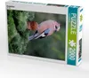 CALVENDO Puzzle Eichelhäher 2000 Teile Puzzle hoch | 2000 Produktbild-Vorschau 1