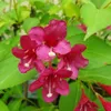 Liebliche Weigelie Bristol Ruby 2L Produktbild-Vorschau 4