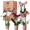 Kolibri Orchids – překvapivá krabička s rostlinami, výhodná Náhled obrázku produktu 1
