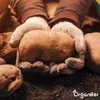 Sadbové brambory Bintje A 28/35 (5 kg) - Organifer Náhled obrázku produktu 5