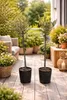 2x Olivenbaum 80–100 cm Olea europaea – Echter Olivenbaum, Produktbild-Vorschau 3