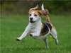 CALVENDO Puzzle Beagle - Fliegende Ohren | 1000 Teile Produktbild-Vorschau 4