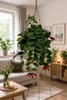 Aeschynanthus 'Mona Lisa' wisząca 70–80 cm – kwiat wstydu, Podgląd zdjęcia produktu 3