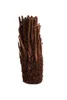 Baumfarn Dicksonia antarctica 40–50 cm | Kahler Stamm | Produktbild-Vorschau 4