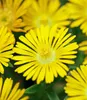 BALDUR Garten 3x Winterharte Eisblume Golden Wonder, Produktbild-Vorschau 1