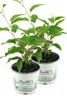 Enseleits Mini Kiwi 2 Pflanzen im Set (Actinidia arguta), Produktbild-Vorschau 1