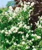 Philadelphus 'Schneesturm', Duftjasmin, weiß, 80–100 cm Produktbild-Vorschau 2