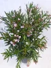 [Palmenlager] XXL Oleander PINK 150 cm -Busch - großer 33 Produktbild-Vorschau 4