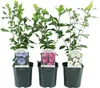 Hibiscus syriacus Tricolour 3 Pflanzen 17cm 45cm hoch Produktbild-Vorschau 3