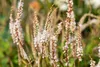 Bistorta amplexicaulis 'Alba', Kerzenknöterich, weiß, ca. Produktbild-Vorschau 1