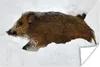 MuchoWow® Poster Schwein - Wild - Schnee 180x120 cm - Produktbild-Vorschau 1