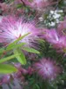 Calliandra surinamensis Dixie Pink - Rosa Produktbild-Vorschau 1