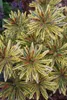 3 x Euphorbia martinii 'Ascot Rainbow‘ ® (Wolfsmilch) - Produktbild-Vorschau 3
