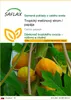 SAFLAX - Tropický melónový strom / papája - Carica papaya - Náhľad obrázku produktu 1