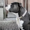 Kentucky Dogwear Sametový obojek pro psy Obojek pro psy Náhled obrázku produktu 5