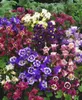 Akelej Biedermeier, w doniczce - *Aquilegia caerulea* Podgląd zdjęcia produktu 3