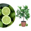 Meine Orangerie - Kaffir Limette Mezzo - Citrus Hystrix - Produktbild-Vorschau 1