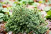 Picea glauca 'Echiniformis', Zwergfichte, kompakt, 20–25 cm Produktbild-Vorschau 8