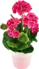 Rosa Geranie im Keramiktopf 40×25 cm Produktbild-Vorschau 2
