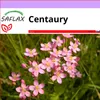 SAFLAX - Centaury - Centaurium erythraea - 250 Semená Náhľad obrázku produktu 1