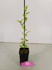 A small potted plant with green leaves and a black pot, standing on a concrete floor against a white wall. A pink label is placed in front of the pot. Náhľad obrázku produktu