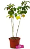 Rubus idaeus 'Glen Ample', rote Himbeere, 2 Liter Topf. Produktbild-Vorschau 4