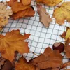Autumn leaves and a chestnut scattered on a green net. Podgląd zdjęcia produktu