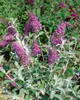 Buddleja 'Lochinch', Schmetterlingsflieder, lavendelblau, Produktbild-Vorschau 7