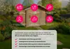 Palmako Ferienhaus Sandra 29,9 m² - 44 mm Produktbild-Vorschau 8