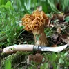 Opinel Pilzmesser No. 08 Klappmesser mit Bürste Produktbild-Vorschau 21