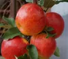 Apfelbaum `Elstar´ - Halbstamm 160-180cm im 10L-Topf Produktbild-Vorschau 3