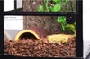 Repti-Zoo Terrarium RK NET 30x30x45cm Repti-Zoo Produktbild-Vorschau 2