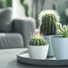 Three potted cacti are arranged on a gray tray, with a blurred gray sofa in the background. Anteprima dell’immagine prodotto