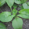 Spinat Winterriesen | Spinatsamen von Buzzy Seeds Produktbild-Vorschau 3
