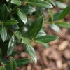 Bloomique - Phillyrea Angustifolia - Wapno kamienne - Podgląd zdjęcia produktu 5