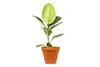 Gardners Ficus elastica Tineke, průměr 12 cm Náhled obrázku produktu 4