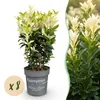Euonymus japonica Paloma Blanca - Hoja Verde y Blanca - 8 Vista previa de la imagen del producto 1