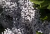 Syringa meyeri 'Palibin', Zwergflieder, lila, 60–80 cm Produktbild-Vorschau 3