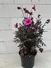 Dahlie Mystic Dreamer - Dahlia Mystic Dreamer Produktbild-Vorschau 2