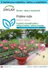 SAFLAX Darčeková sada - púštne ruže - Adenium obesum - 8 Náhľad obrázku produktu 1