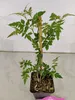 Sada 4 kusov jazmínu - Jasminum officinale - výška 30 cm - Náhľad obrázku produktu 4