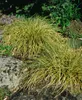 Japan-Segge, im Topf - Carex morrowii, immergrün Produktbild-Vorschau 8